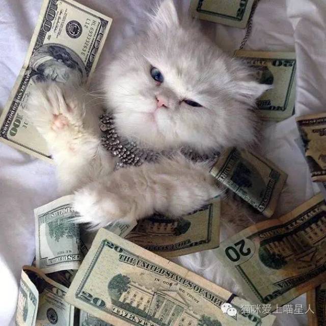 这些喵星人都是土豪啊!