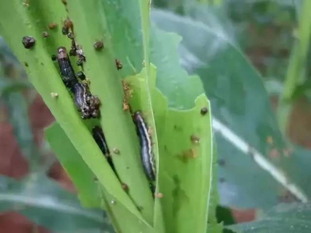 草地螟为多食性大害虫,可取食35科,200余种植物.