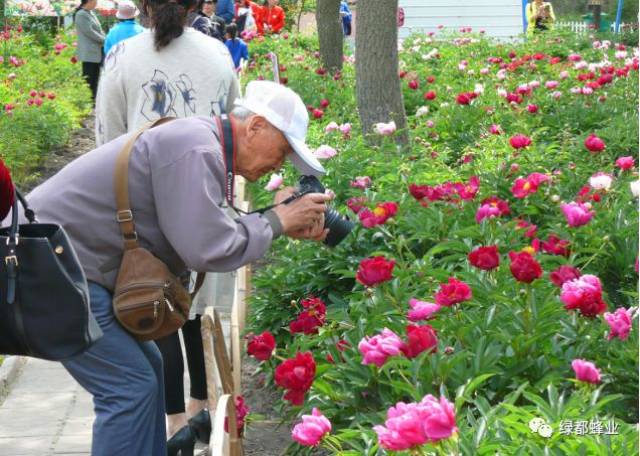 2018第七届绿都芍药花文化节那些事——文化节活动回顾之看花的老人们