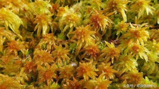 泥炭苔属.摄影:杨玉凤,特生中心提供