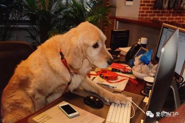 【快讯】上班族注意喽,本周五是国际带狗狗上班日!