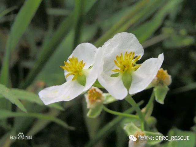 【户外知识】中国常见野菜及其食用(89)茨菰(慈姑,燕尾草)