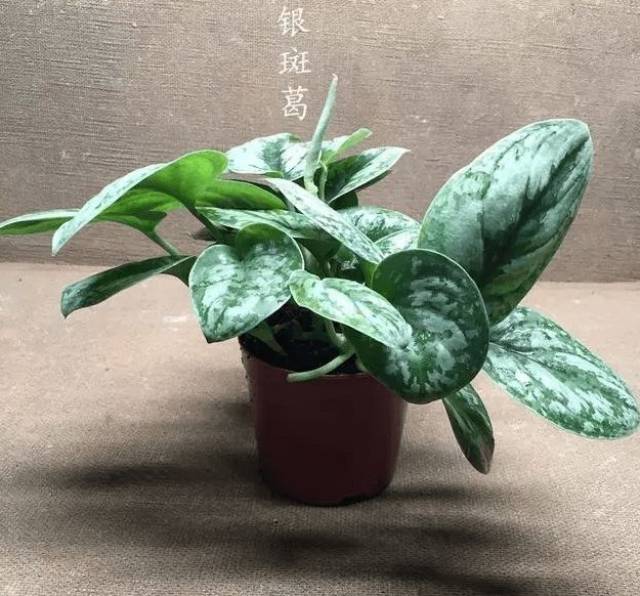 叶上具乳白色斑纹,较原变种粗壮.  15,霓虹绿萝 宠派养花大全