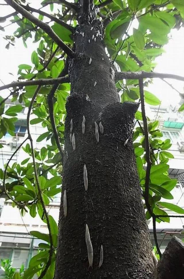 德化瓷都广场树上爬满怪虫!让人看得头皮发麻,慎入