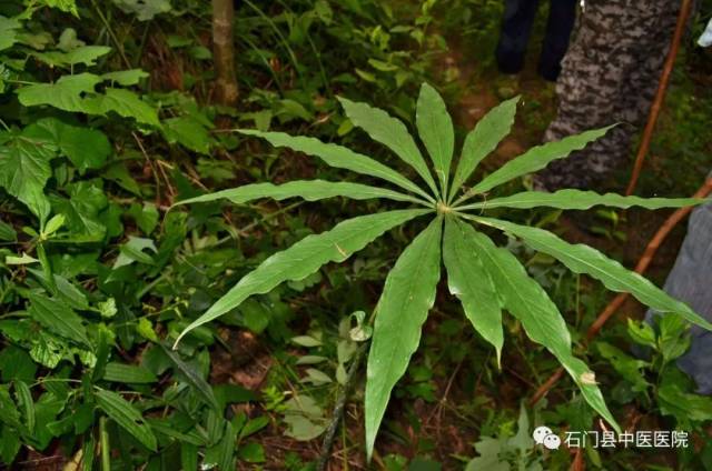 一把伞天南星