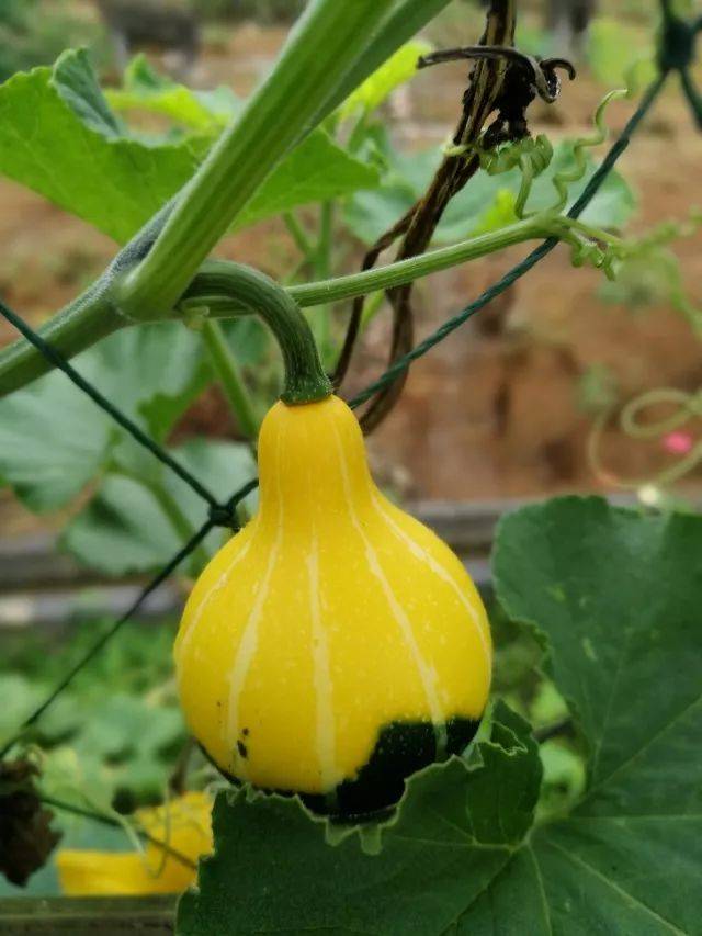 鸳鸯梨南瓜 果径4～6厘米,果高8～10厘米,单果重100克左右.