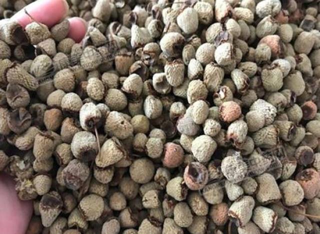 廉桥药市:探访近期热门药材品种实况