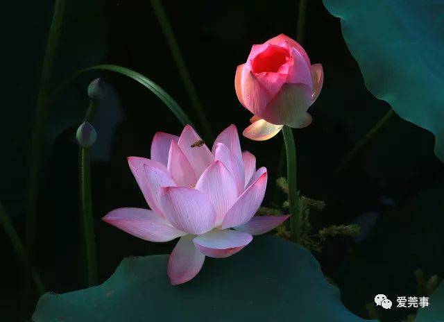 他都头顶莲花带着BGM来安慰你了 搜狐网