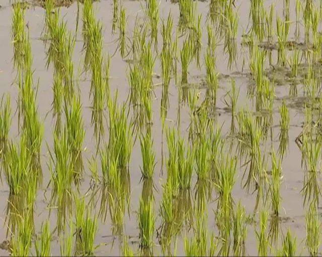 一着不让一栽就管 促进壮苗早发