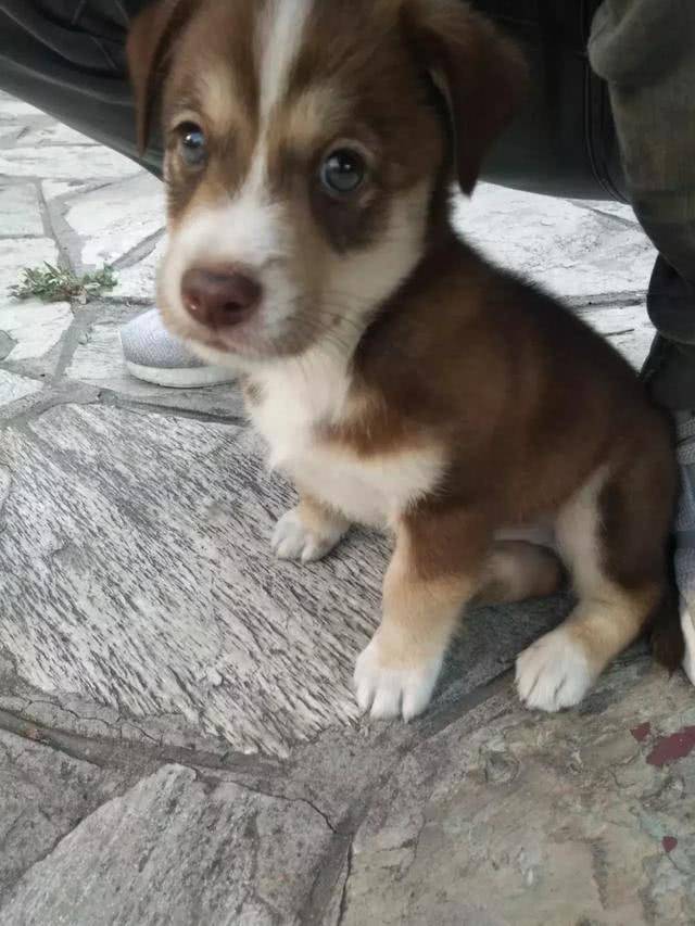 老父亲花20元给孙子买了只狗,网友看了笑哭:这哈土奇太纯了!