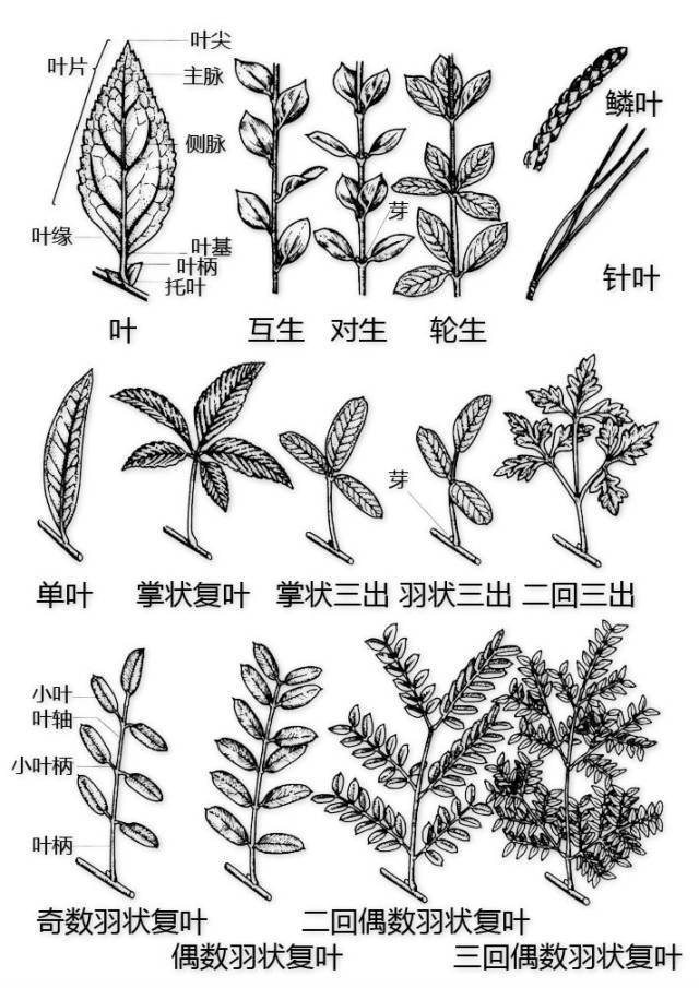 单叶植物图片,单叶植物图片种类,植物图片大全大图_大山谷图库