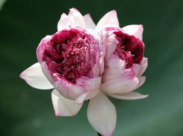 昆山有三宝,相传还与齐天大圣有关