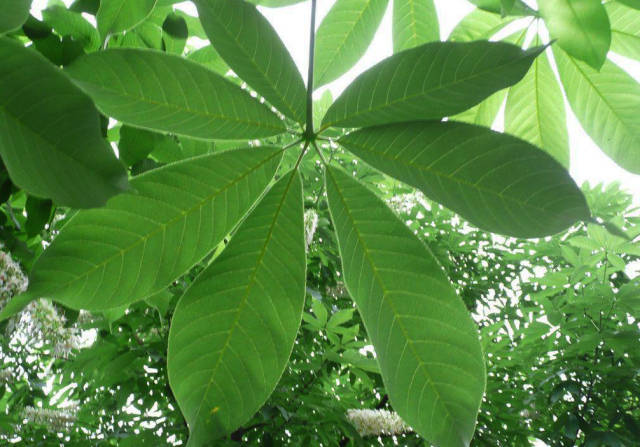 的一棵七叶树当成菩提树供养,也有人将娑罗树或无忧树称之为菩提树,流