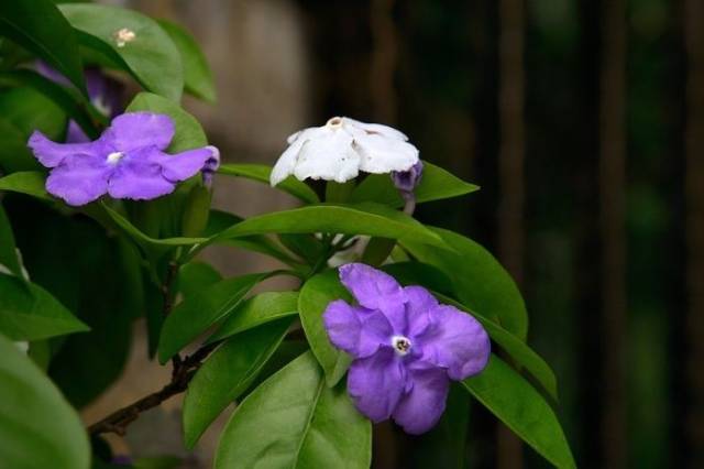 如皋市境内常见的双子叶植物门,合瓣花亚纲 (三)_手机搜狐网