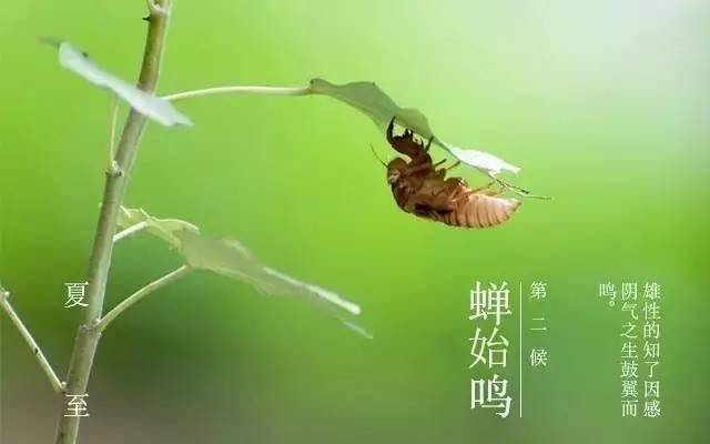 蝉始鸣丨二候,蝉始鸣,雄性的知了在夏至后因感阴气之生便鼓翼而鸣.