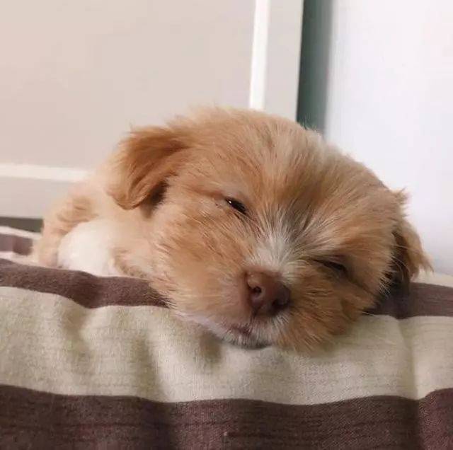 小家伙睡觉的样子还很可爱!