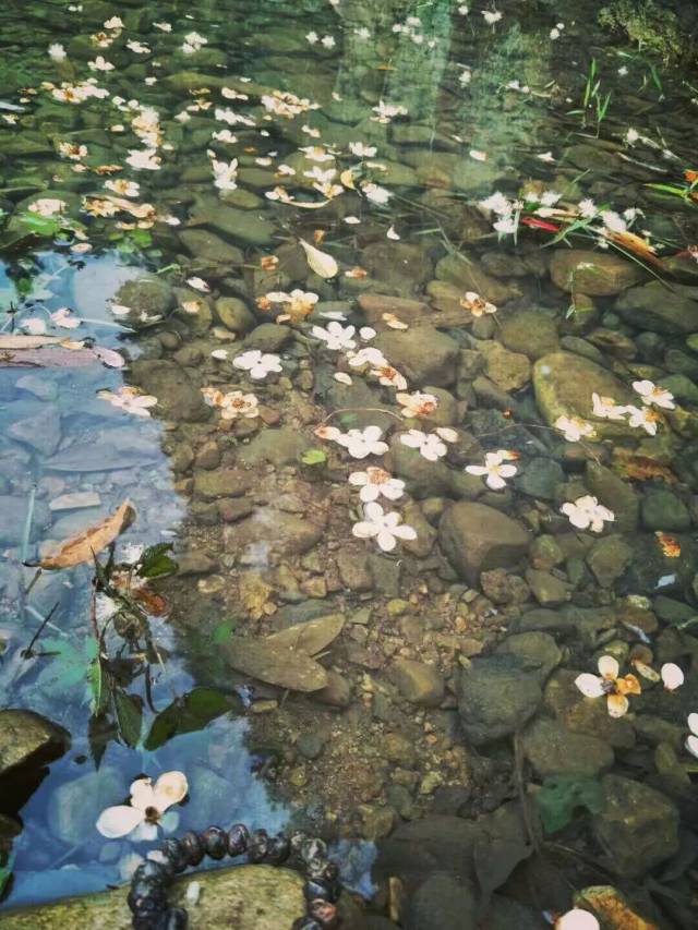 落花&流水