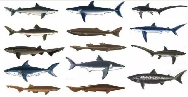 500种鲨鱼大全排名图片