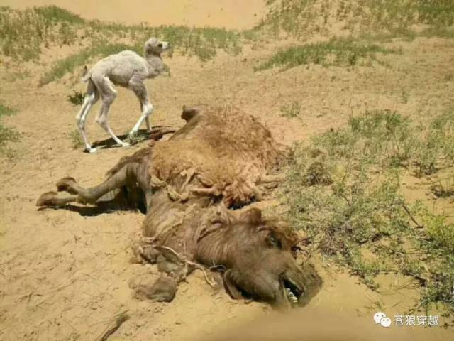 地毯上找针一样搜寻着救命的那一根稻草但可怜的牲畜就像烈日下的干草