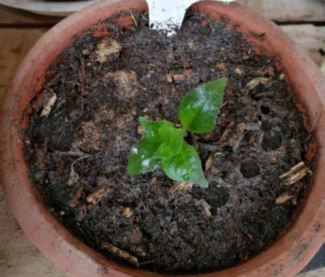 【百科】 这8种花,一到夏天就休眠,浇水越多死的越快