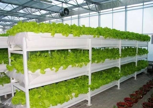 栽培槽的宽度适宜于目前各种类型温室的无土栽培,可实现最高效的空间