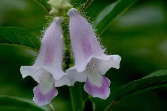 【每日一花】芝麻开花,节节高!