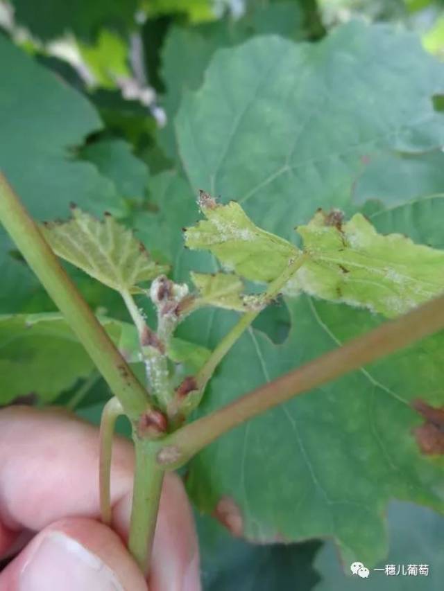 霜黴病侵染葡萄的症狀,看下你園區有沒有