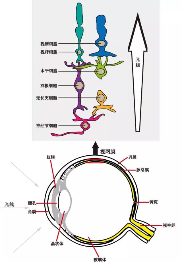 这些细胞形成的组织不断折叠之后,就形成了视网膜结构