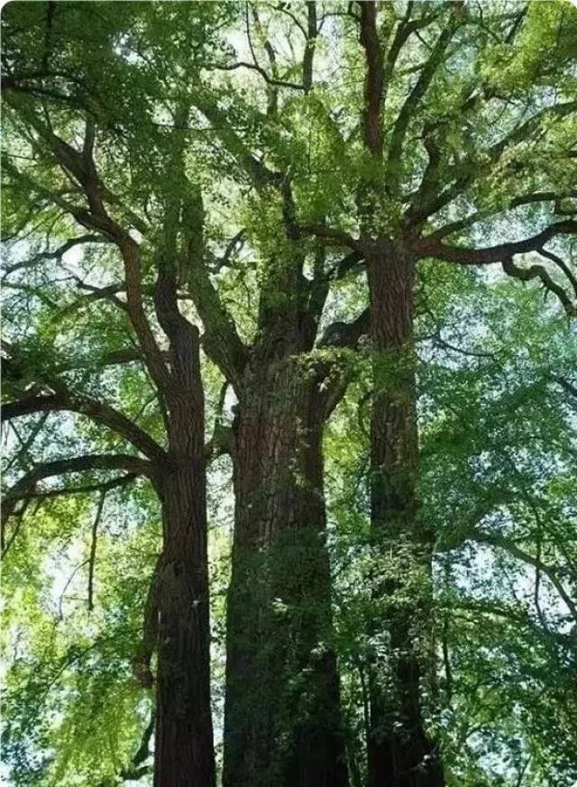 中国第一大树图片