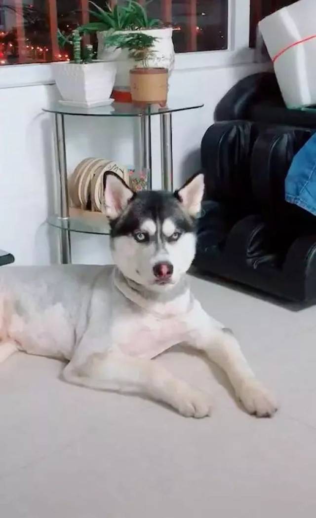 哈士奇剃光毛后趴在地上,主人看它眼神诡异,网友提醒他小心一点