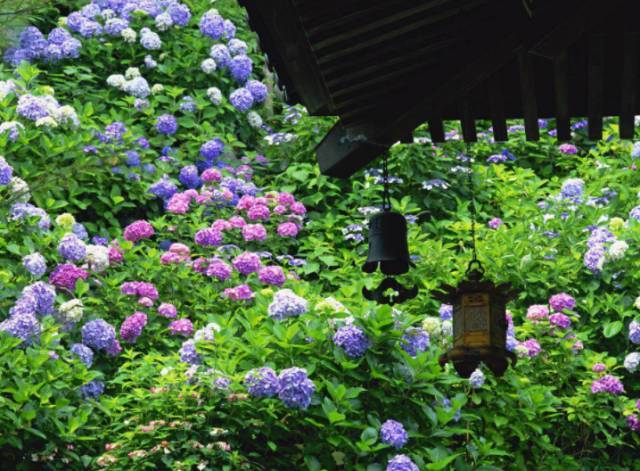 日本梅雨季的夏日美景，你要错过吗？ | 日本旅游_手机搜狐网