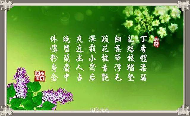 丁香花花的花语 象征图片