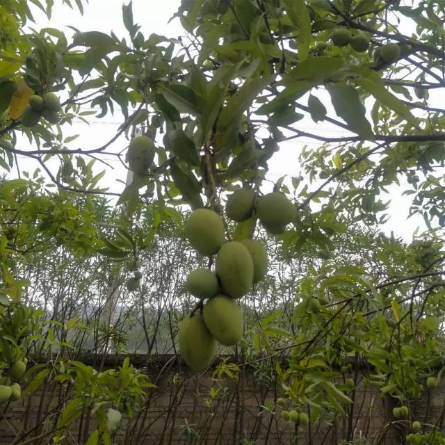 其实呢,这些青芒果是 不能吃的!