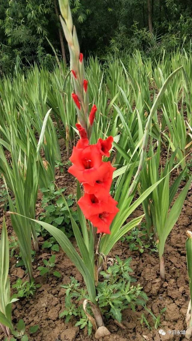 提前溜出来的红花唐菖蒲.