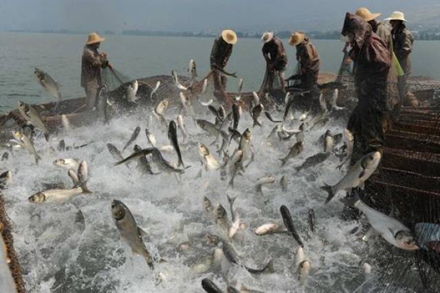 鄱阳湖开湖季的这个大型活动,获海内外宾朋齐点赞 江西宣传 昨天