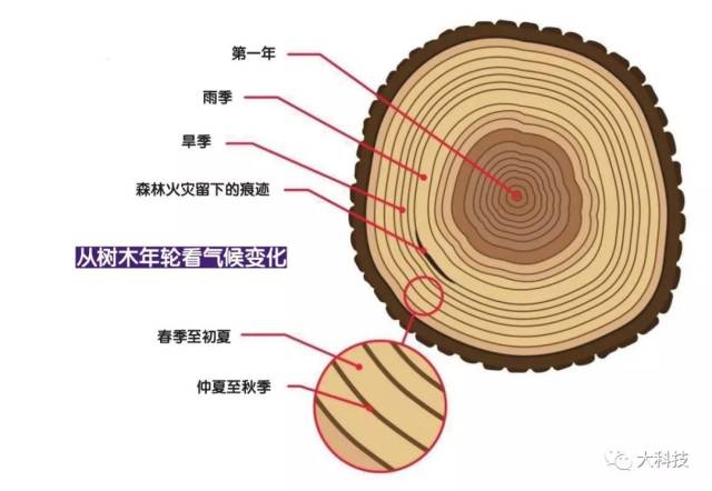树木年轮:气候档案馆