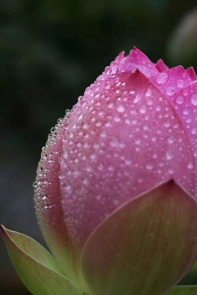 出水芙蓉惹人爱,诗情画意荷花赞