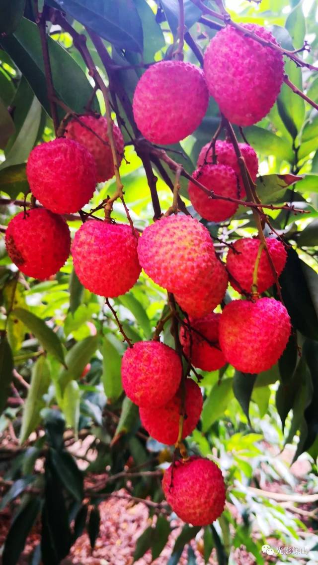 【芒宽记忆】20180192期 逛古桥 摘荔枝 品咖啡-第八届双虹桥荔枝节