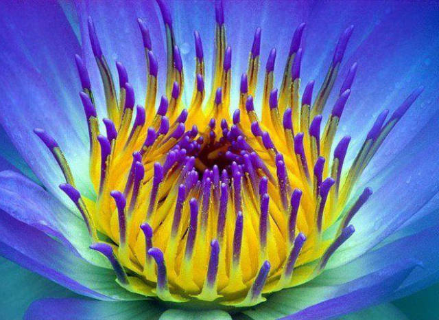 睡火莲,世界上最娇贵的花,艳冠群芳,太美了!_手机搜狐网