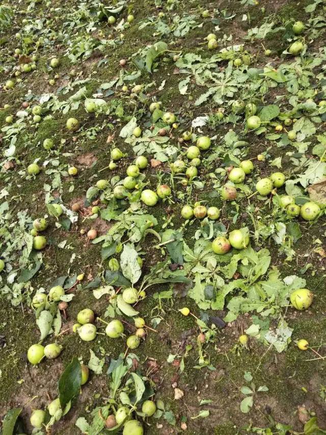 吉林省磐石市宝山乡车家村果树雹灾,果掉一地,树上的果也全是疤瘌