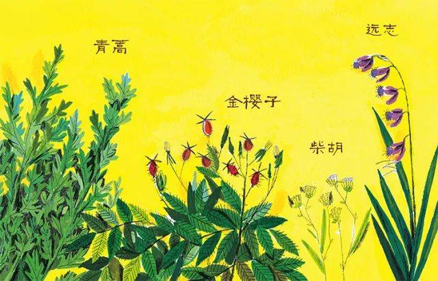 《神奇的小草》中的神秘草药:野山楂,蒲公英,青蒿…… 你知道这些神奇