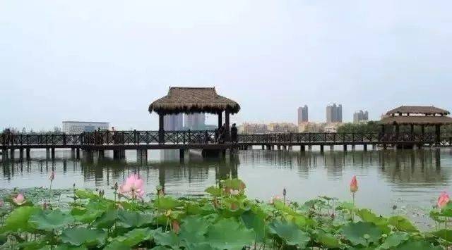 云龙湖荷花开啦!徐州最美的荷塘地图在这里,艳压整个夏天!