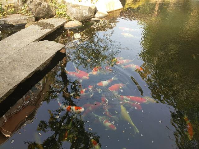 觀賞魚錦鯉從日本引進國內,隨之,養錦鯉的池塘也就出現了,那時,挖魚池