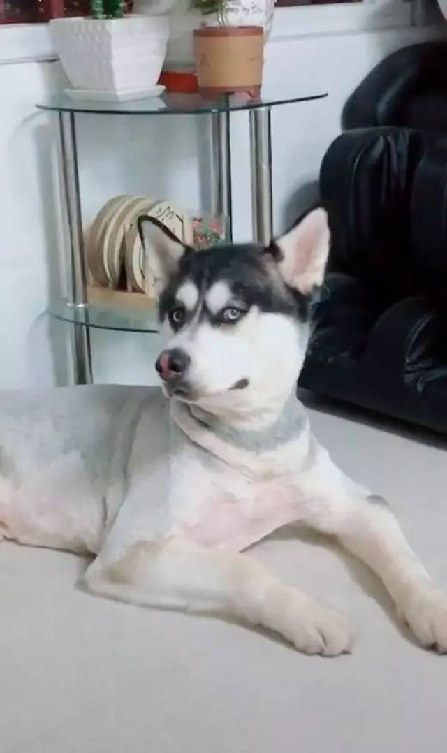 哈士奇剃光毛后趴在地上,主人看它眼神诡异,网友提醒他小心一点