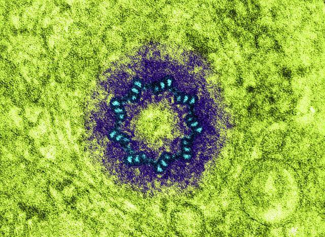 雷斯说:"由于母亲的卵子不提供中心粒,而父亲的精子只拥有一个可识别