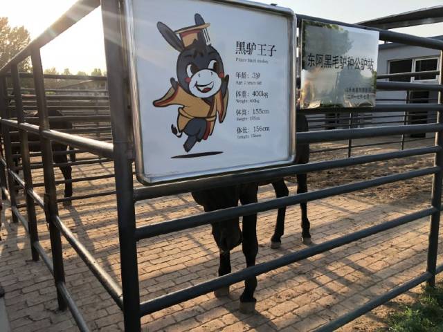 东阿阿胶赫赫有名的黑驴王子