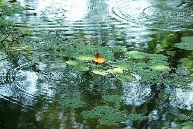 如果心累了,聽聽這首《微風細雨》