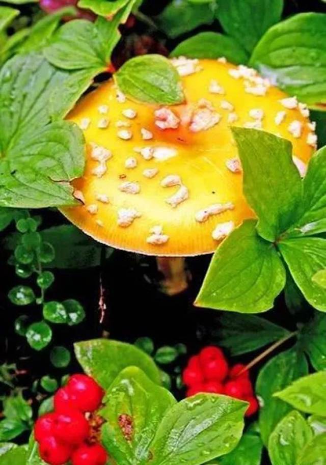 罕见的33张蘑菇照,漂亮!