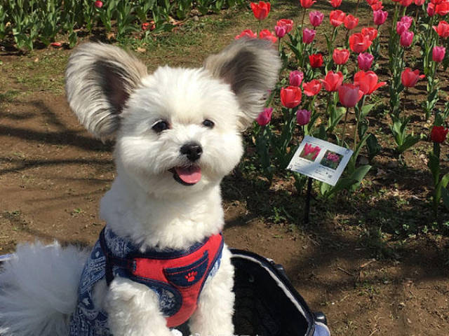 串串狗就特别不值钱?这只马尔济斯串串让见过它的人都走不动道儿