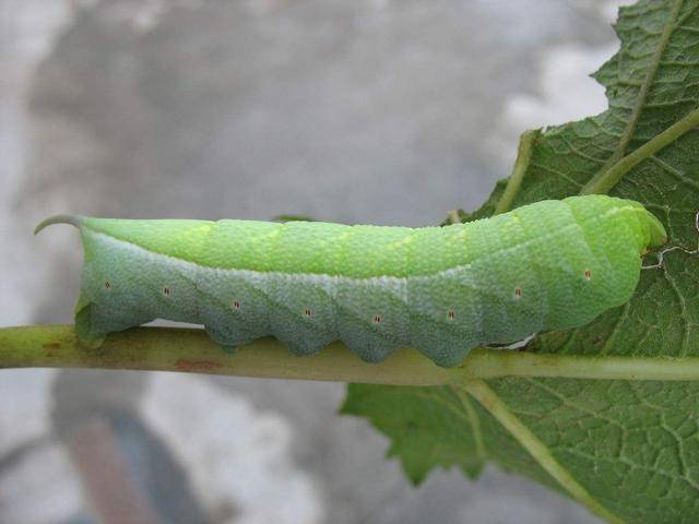 芝麻虫功效图片